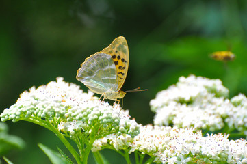 Argynnis paphia, Silver Washed Fritillary butterfly  on wildflower. Butterfly on a Sambucus ebulus flowers