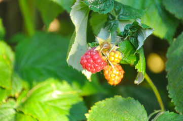 Organic ripe red raspberries on the bush, branch of raspberry with big red ripe berries
