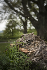 Bracket or shelf fungus on dead tree in forest with shallow depth of field in image