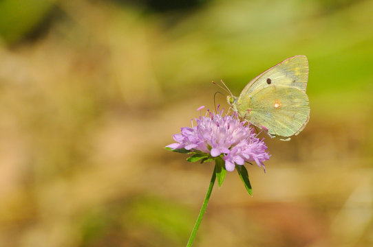 Clouded Yellow, Colias crocea, Beautiful yellow butterfly on wildflower. Yellow butterfly in a green meadow
