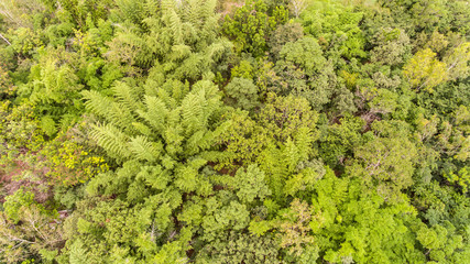 Aerial view of forest in thailand