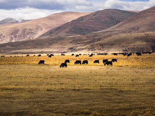 Flock of yaks grazing at the valley in Sichuan