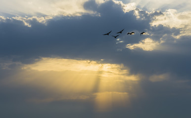 Geese at Sunset