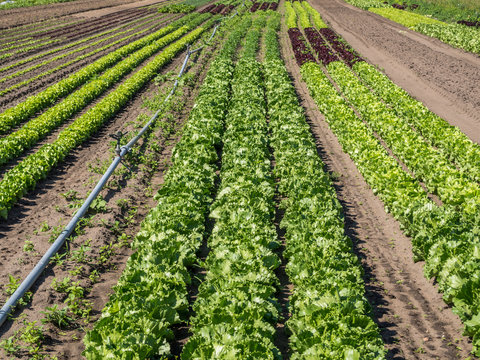 G&auml;rtnerei Feld mit Salat