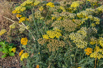 Yellow yarrow flowers, blooming achillea millefolium, beautiful wild meadow flower and essential plant of natural medicine and pharmacy