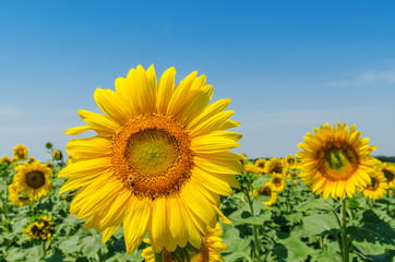 flower of sunflower closeup on field