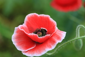 Obraz premium ポピー