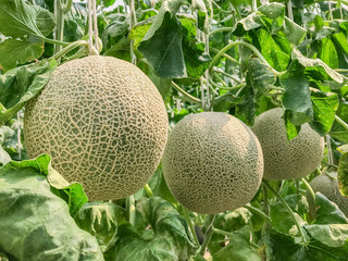 Cantaloupe melons in greenhouse - obrazy, fototapety, plakaty