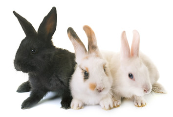 Obraz premium rabbits in studio