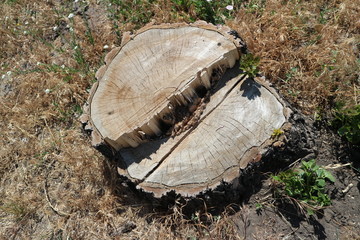 Green shoots on the old big poplar tree stump