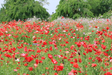 オリエンタルポピー