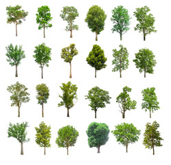 Fototapeta premium collections green tree isolated. green tree isolated on white background.