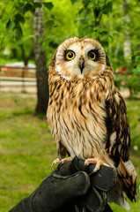 horned owl