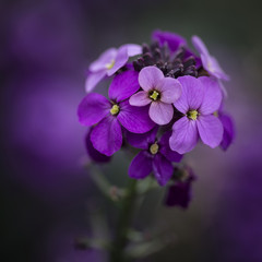 Fototapeta na wymiar Stunning purple Spring flowers with shallow depth of field