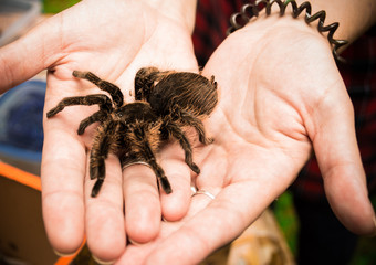 spider in the hands