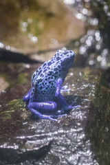 Blue poison arrow frog