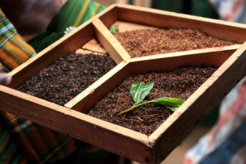Tea processing in Sri Lanka
