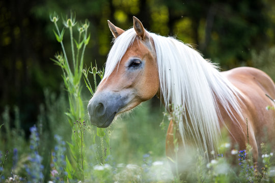 Ein Haflinger auf der Koppel