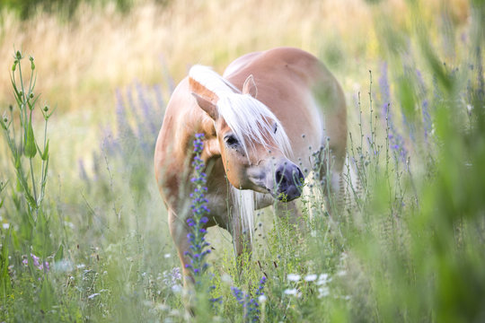 Fototapeta Ein Haflinger auf einer Blumenwiese