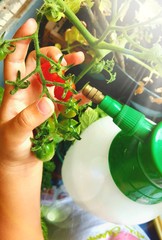 Mani di bambina che innaffia i pomodori sul balcone