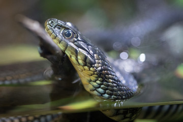 Garter Snake
