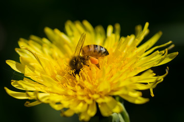 Closeup of honey bee on yellow dandelion flower collecting pollen and nectar.