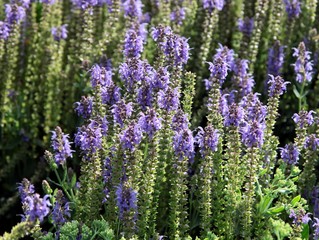 Obraz premium lila flowers of lavand herb