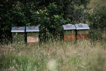 Fototapeta premium Bienenkästen in der Landschaft