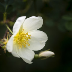 Stunning close up macro image of bright white Spring anemone flower