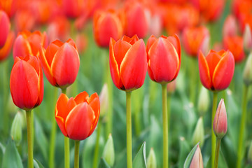 Red Tulips © kojihirano