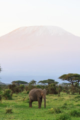 View of Kilimanjaro Mountain from Kenya. Eastest Africa