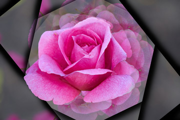 pink  rose in bloom in the garden