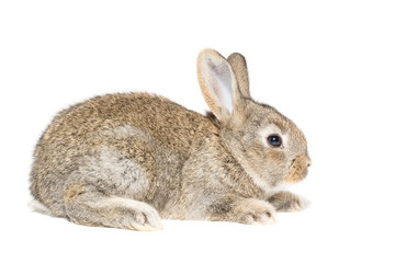rabbit on a white background