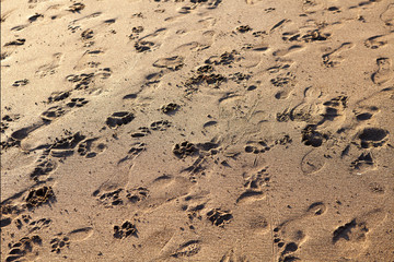 Footprints in the sand at sunset