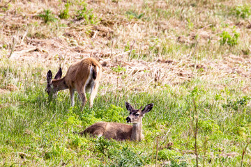 Schwarzwedelhirsche (Odocoileus hemionus columbianus) im Point Reyes National Seashore bei San Francisco, Kalifornien, USA.