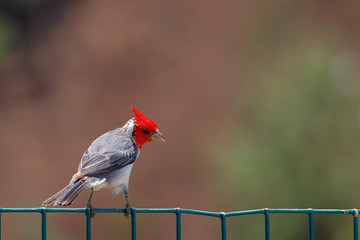 Graukardinal (Paroaria coronata) sitzt auf einem Zaun am Kilauea Point auf Kauai, Hawaii, USA.