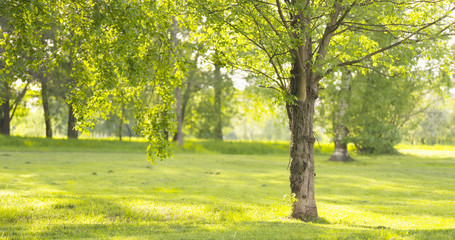 ash tree in sunny summer day in park