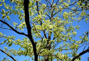  花咲くフイリミズキ（Cornus controversa ‘Variegata’ ）