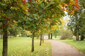 maple alley in town park in early autumn
