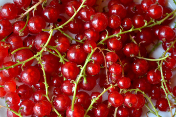 Red currant

