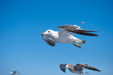 ウミネコ