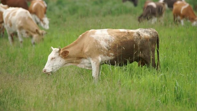 Cow Grazed in the Meadow A cow peacefully grazing on a meadow and eating grass