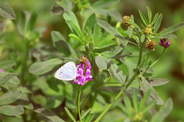Blue butterfly on lucerne flower