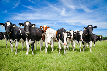 Regionale veehouderij - Holstein-Friese runderen op een weiland in Noord-Duitsland