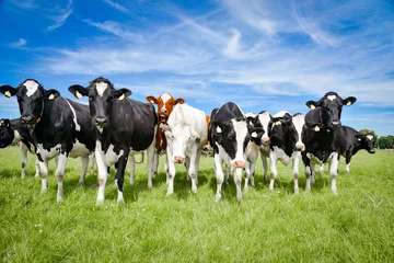 Papier Peint photo Vache Élevage régional - Bovins Holstein-Frisian sur un pâturage dans le nord de l& 39 Allemagne