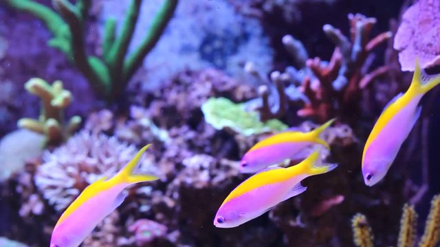 Evansi Anthias (Pseudanthias evansi)