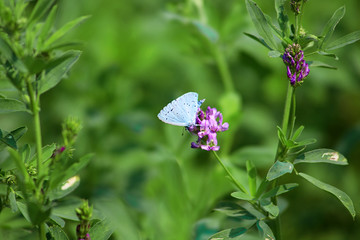 Blue butterfly on lucerne flower