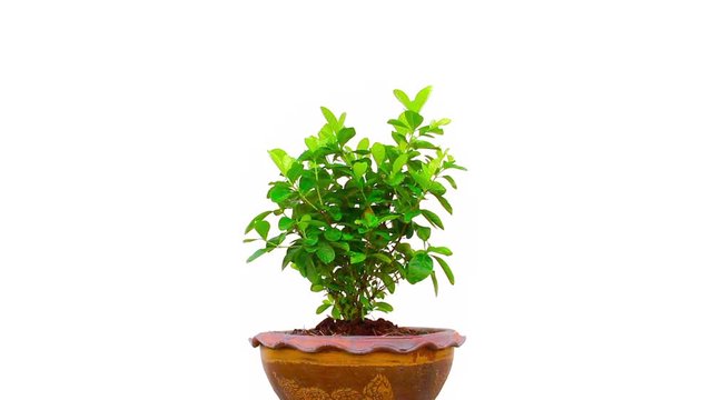 tree in pot on isolated