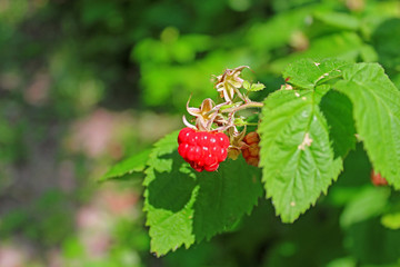 Organic ripe red raspberry on the bush, cultivation, garden, food