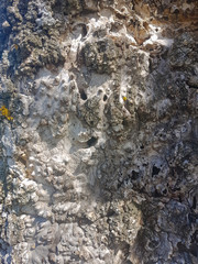 Background with bark of a tree